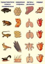 Ароморфоз примеры у животных. Ароморфозы животных таблица. Основные ароморфозы в эволюции растений и животных. Выявление ароморфозов у растений таблица. Ароморфозы животных таблица.